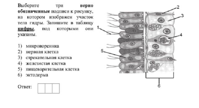 Список луковых tor сайтов