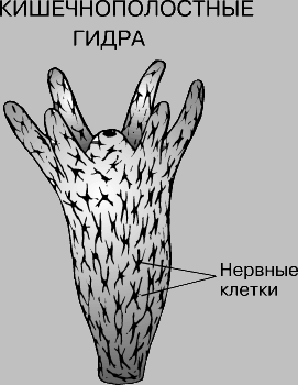 Кракен оригинальные ссылка в тор